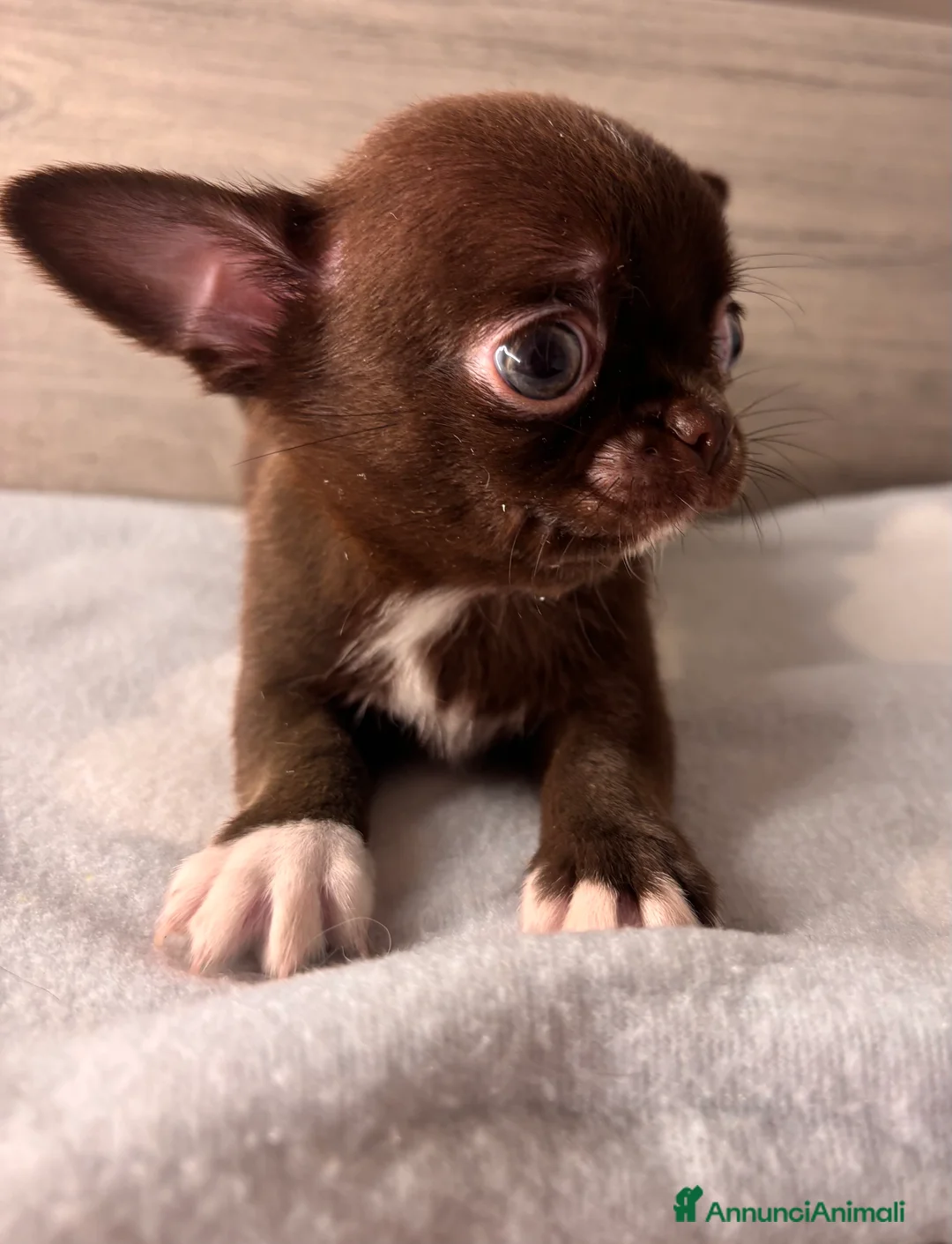 Chihuahua cani in vendita: Cuccioli di chihuahua - Annuncio 8