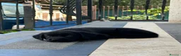 Labrador cani in vendita: Labrador Nero - Annuncio 2