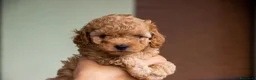 Barboncino cani in vendita: Cucciole di Barboncino Nano - Annuncio 7