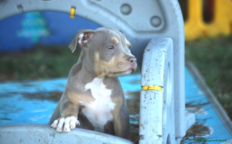 Pitbull cani a Provincia di Ferrara - Annuncio 1