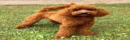 Barboncino cani in vendita: Cucciolo Maschio Barboncino - Annuncio 7