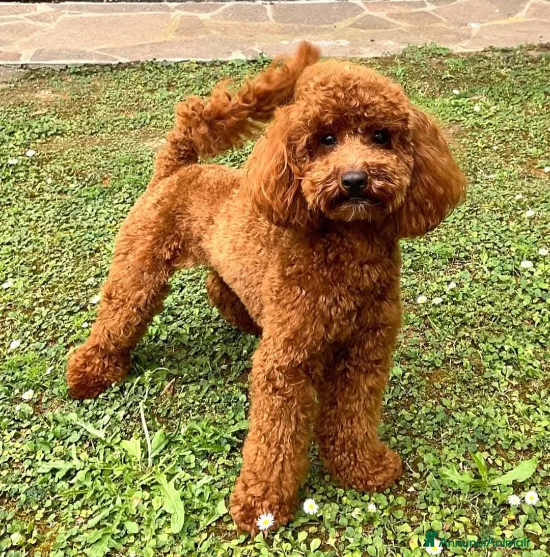 Barboncino cani in vendita: Cucciolo Maschio Barboncino - Annuncio 7