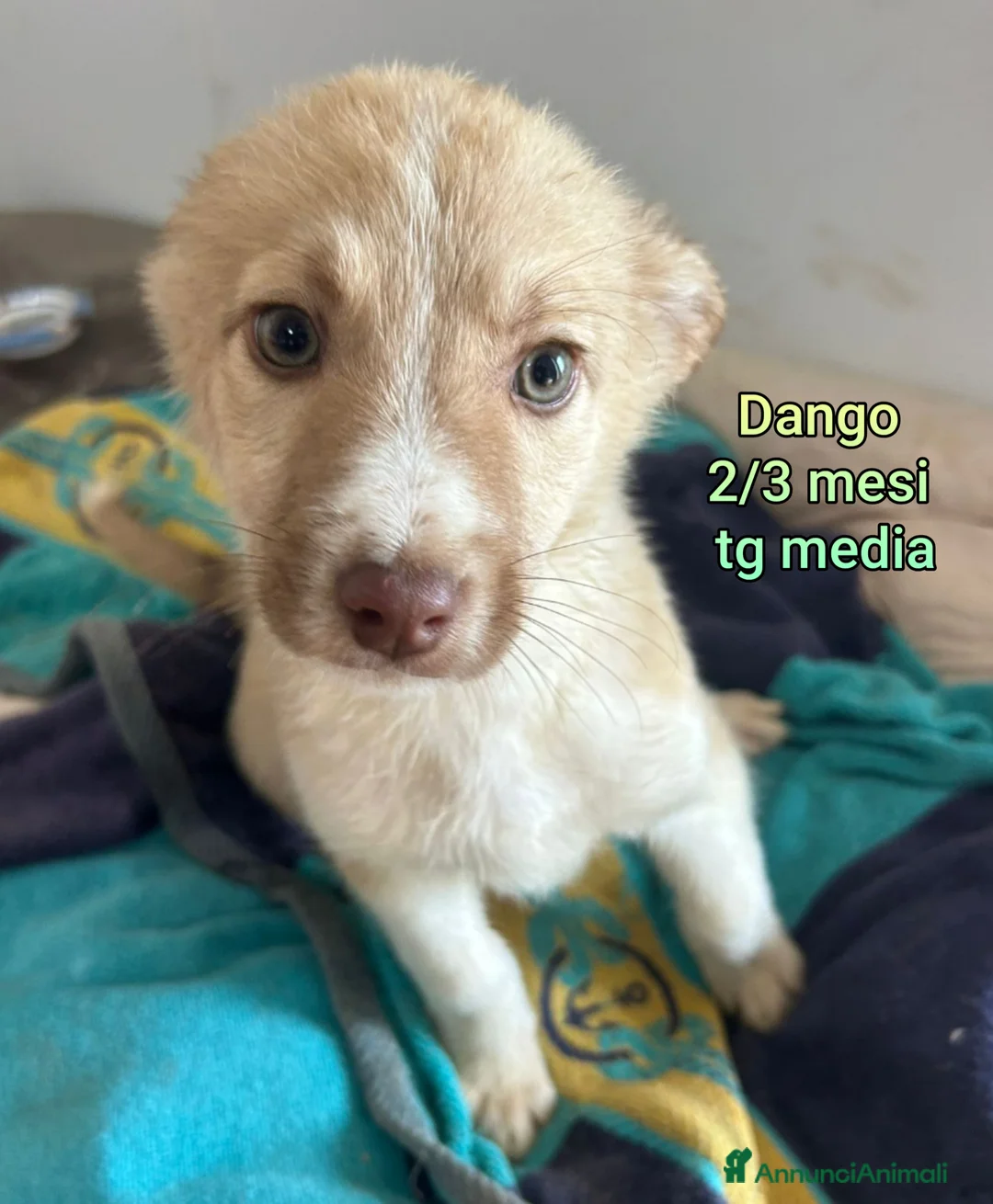 Meticcio cani in regalo: CUCCIOLI ESCLUSI E SOLI! - Annuncio 2