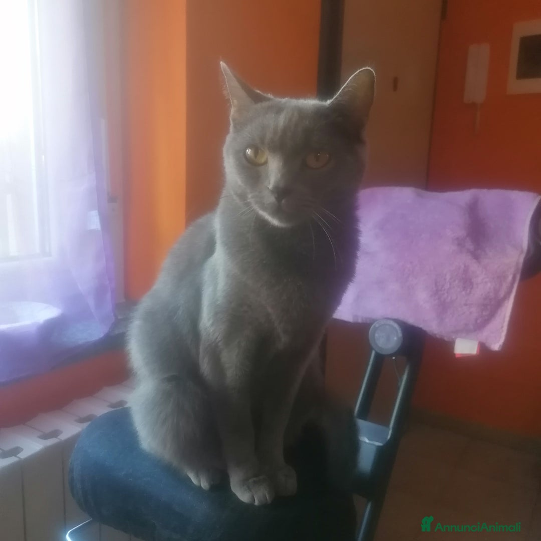 Immagine della galleria {{count}}