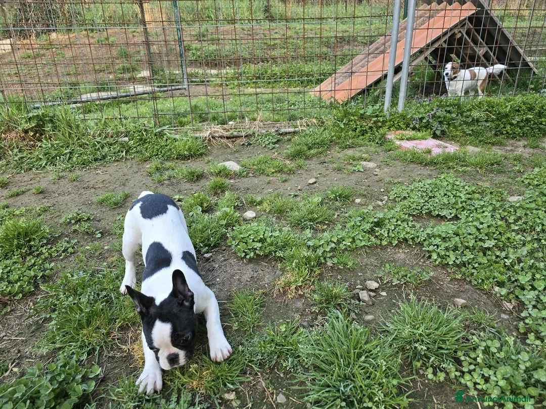 Bulldog Francese cani in vendita: Cucciola bulldogue francese cerca casa a Provincia di Como - Annuncio 4