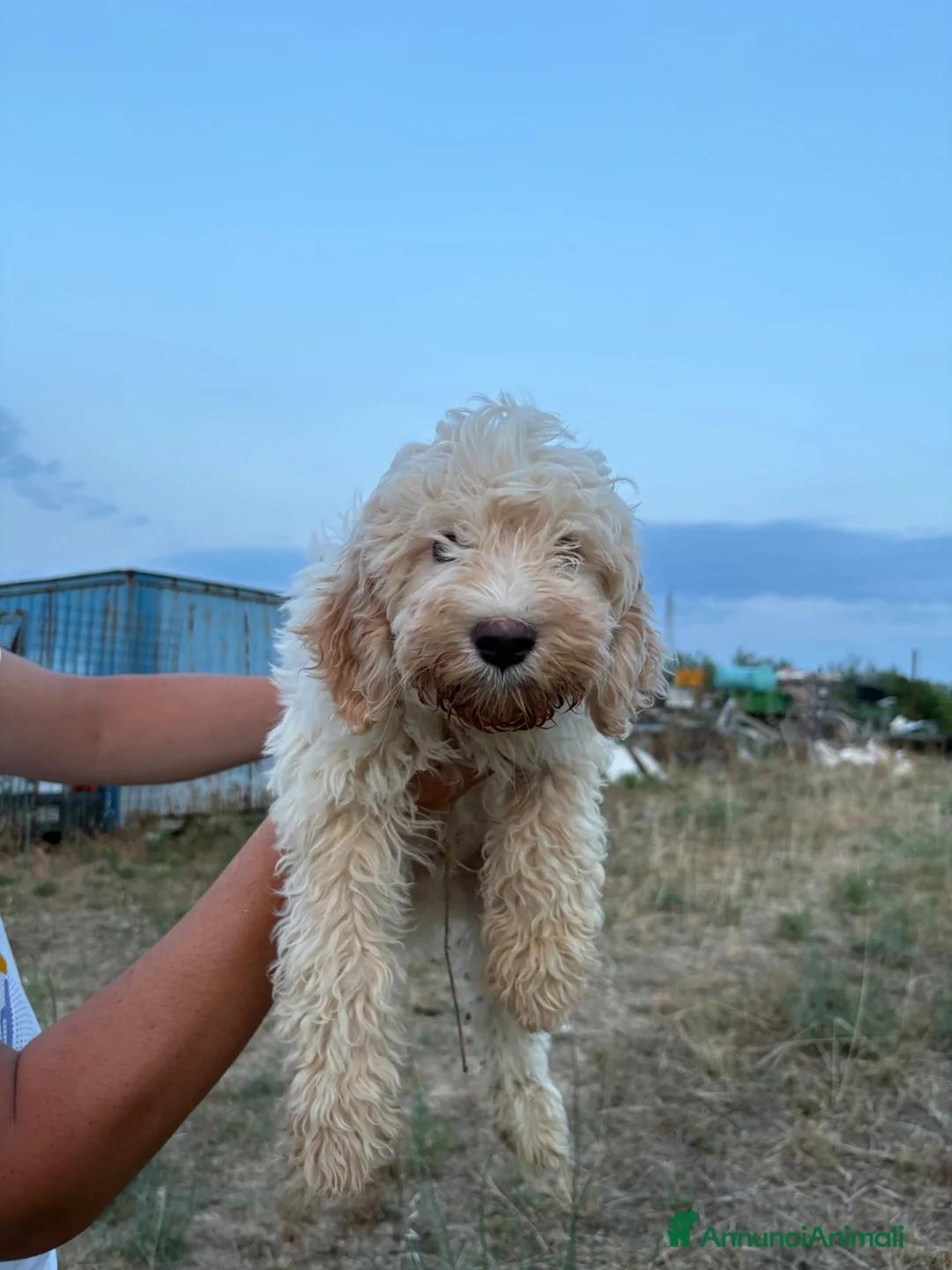 Lagotto cani in vendita: Lagotto  - Annuncio 2