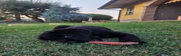 Labrador cani in vendita: Cucciolo Labrador con pedegree - Annuncio 4