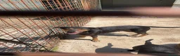 Meticcio cani in regalo: OMBRA MEDIO PICCOLA a Provincia di Piacenza - Annuncio 2