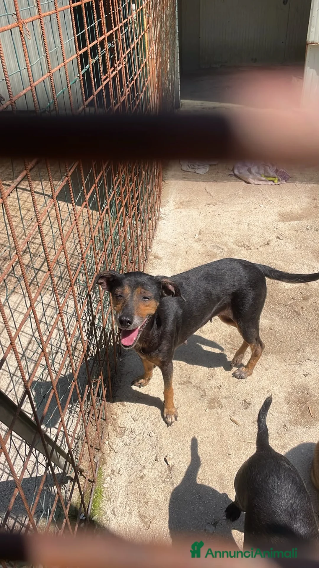 Meticcio cani in regalo: OMBRA MEDIO PICCOLA a Provincia di Piacenza - Annuncio 2