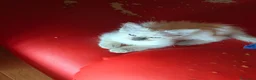 Altre razze gatti in vendita: GATTINI SIAMESI  a Città Metropolitana di Venezia - Annuncio 8