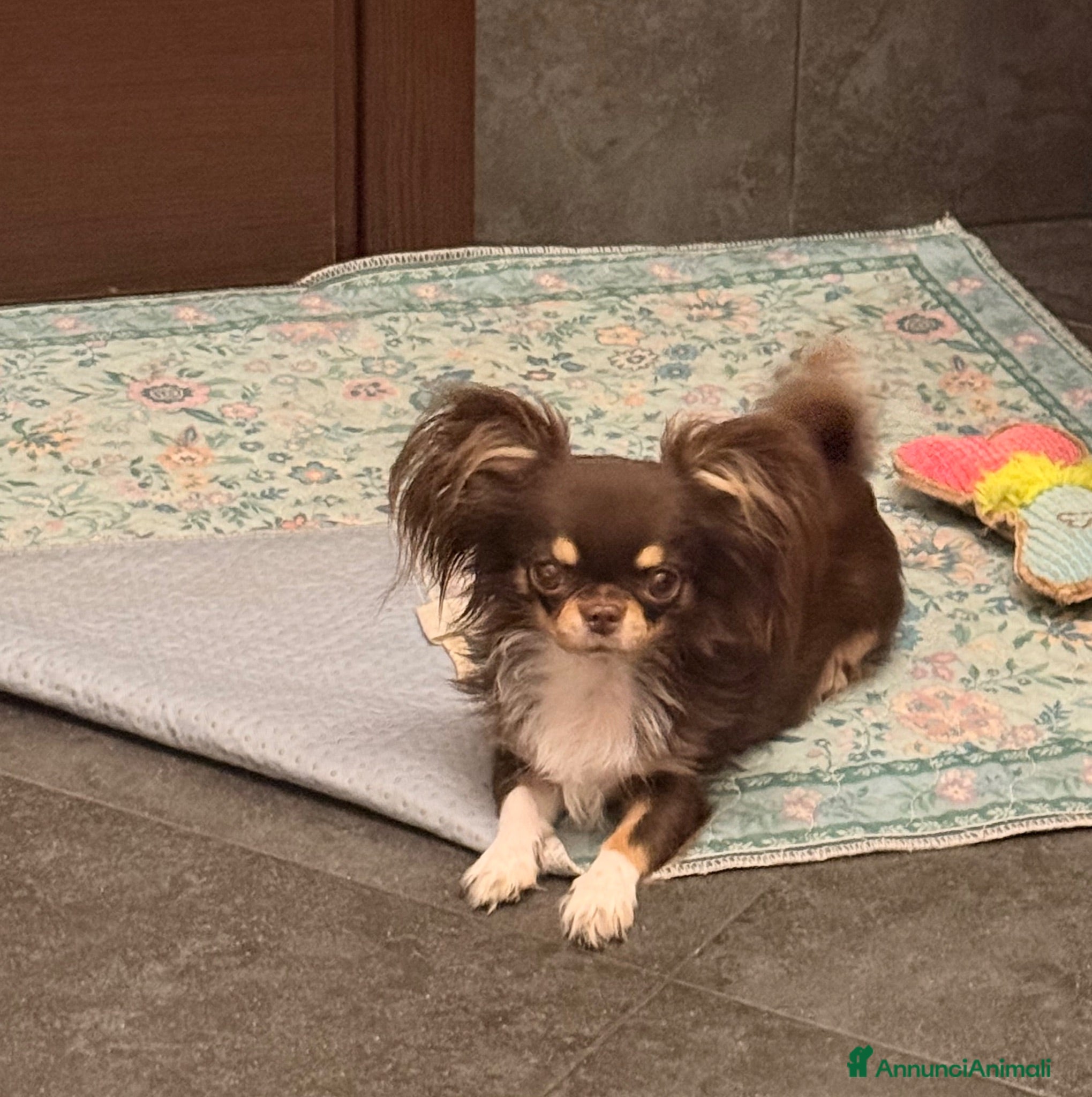 Chihuahua cani Cucciolo di chihuahua - Annuncio 1
