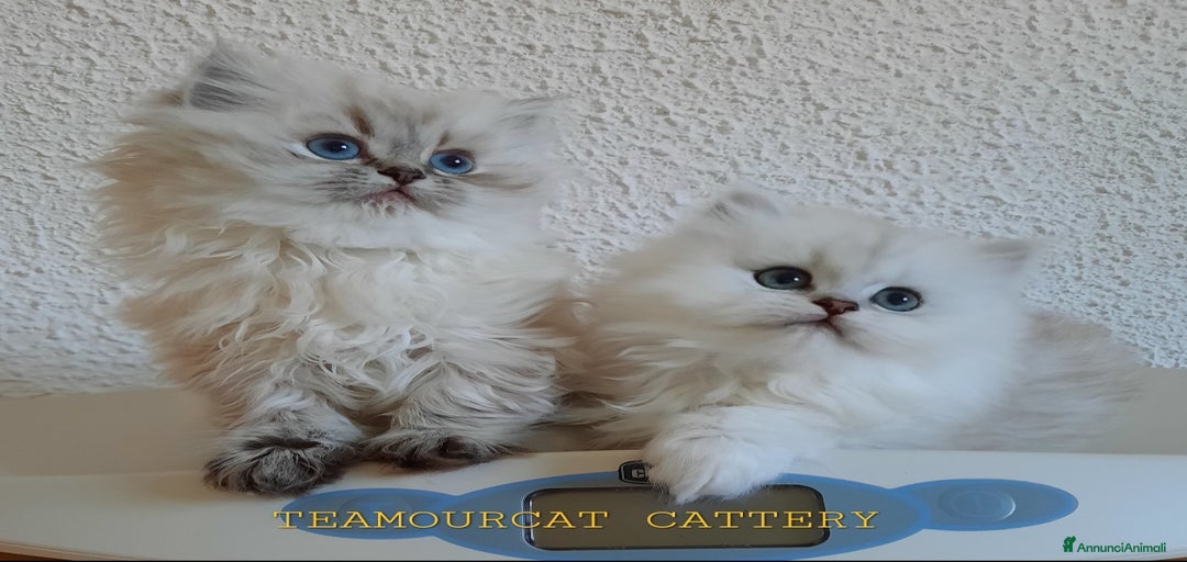 Immagine della galleria {{count}}