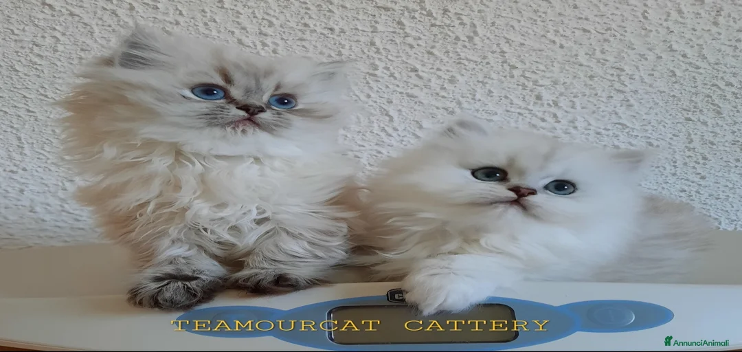 Immagine della galleria {{count}}