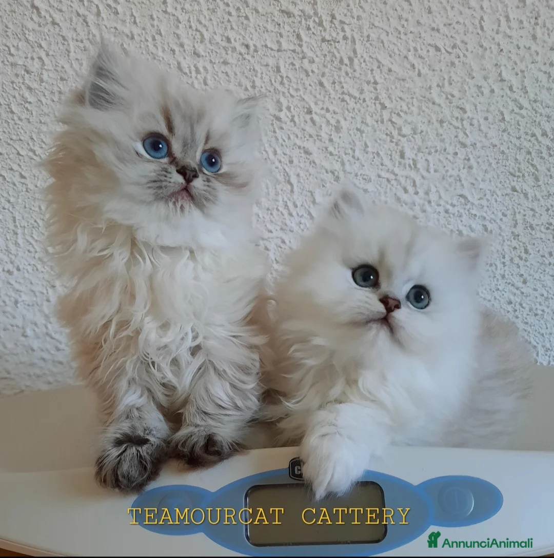 Immagine della galleria {{count}}