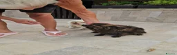 Meticcio cani in regalo: Alessia: taglia piccola, socievole, equilibrata - Annuncio 7