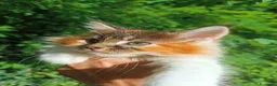 Maine Coon gatti in vendita: Cuccioli Maine Coon pedigree alta genealogia  - Annuncio 6