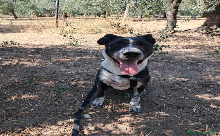 Meticcio cani a Provincia di Treviso - Annuncio 7