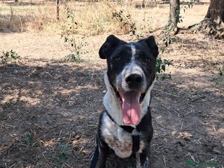 Meticcio cani FENICE, dolcissima cagnolona a Provincia di Treviso - Annuncio 35