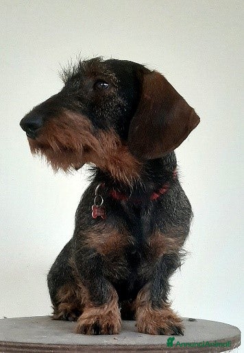 Bassotto cani Cucciola di bassotto tedesco a pelo duro - Annuncio 1