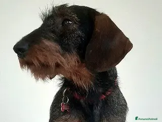 Bassotto cani Cucciola di bassotto tedesco a pelo duro - Annuncio 1