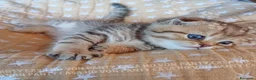 Scottish gatti in vendita: Cuccioli Scottish Fold con Pedigree - Annuncio 24