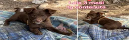 Meticcio cani in regalo: TROPPI CUCCIOLI SOLI IN RIFUGIO  a Provincia di Verona - Annuncio 6