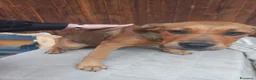 Meticcio cani in regalo: Bellissimi cagnolini - Annuncio 2