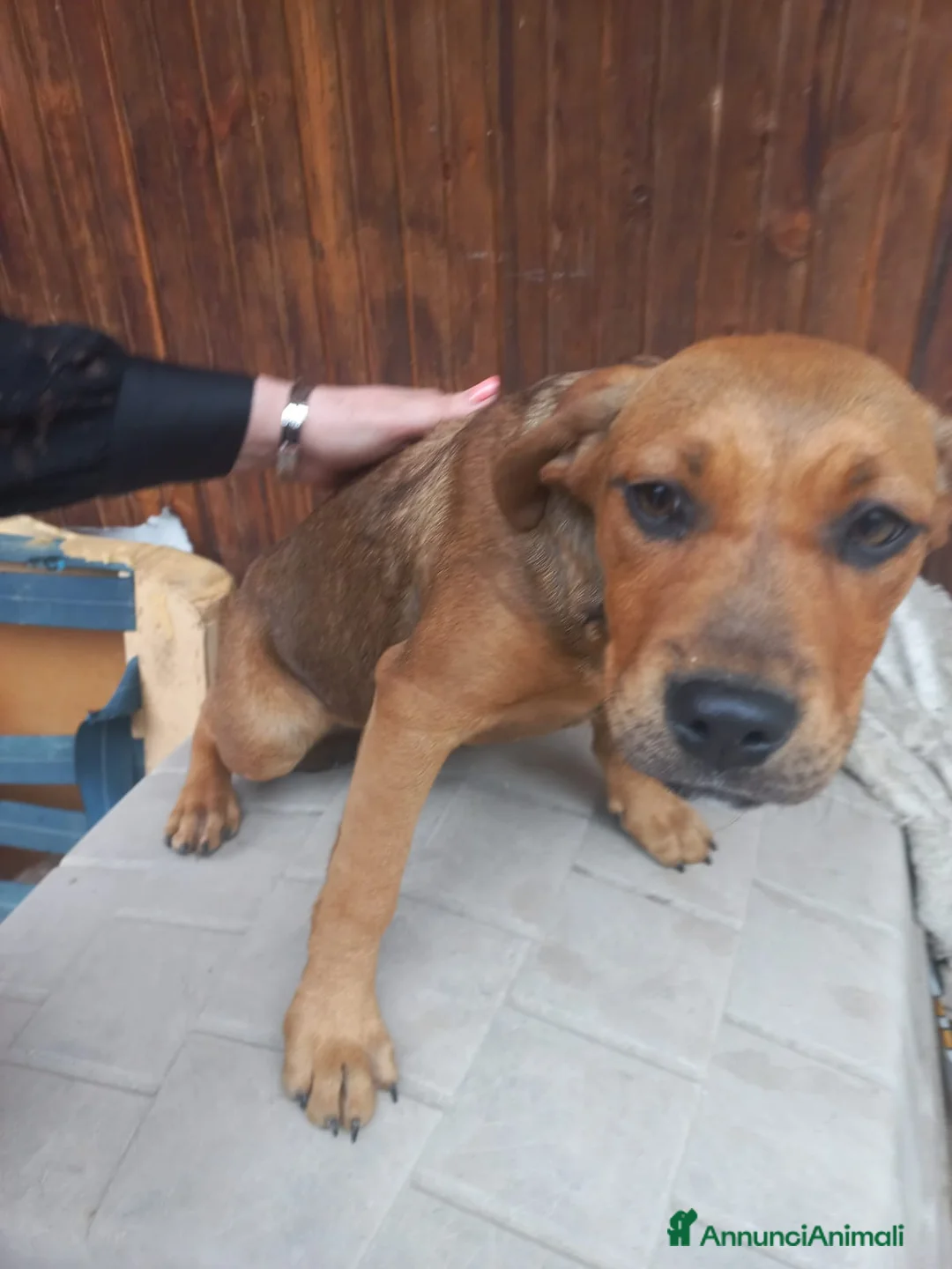 Meticcio cani in regalo: Bellissimi cagnolini - Annuncio 2