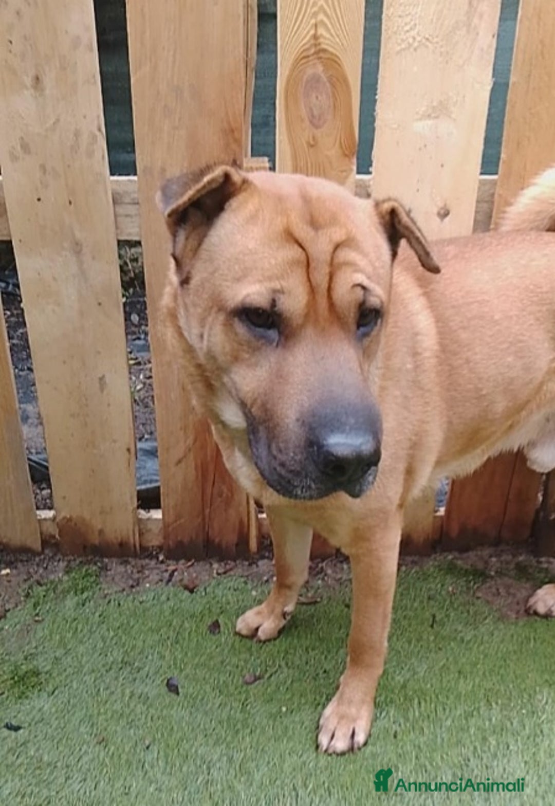Meticcio cani in regalo: Mix Sharpei 5anni PRESTO IN CANILE!MILANO - Annuncio 7