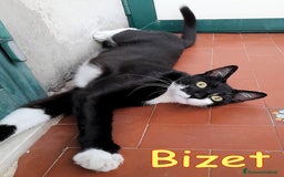 Europeo gatti in regalo: BIZET GATTINO SIMILSILVESTRINO - Immagine 2