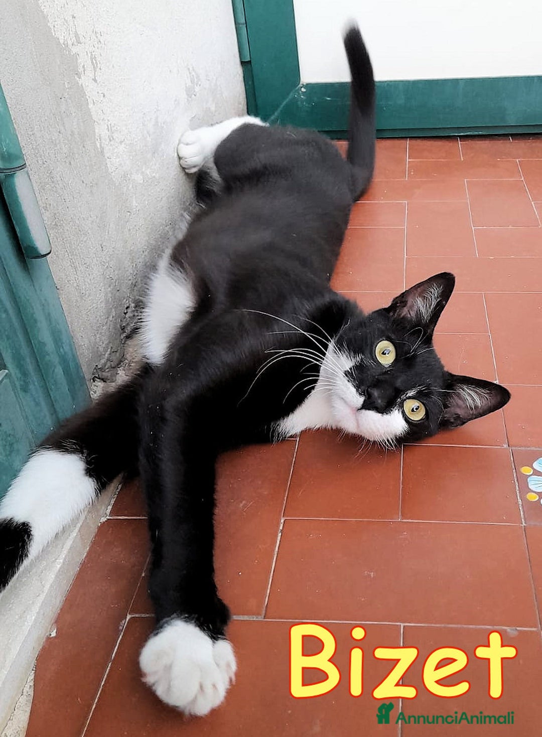 Europeo gatti in regalo: BIZET GATTINO SIMILSILVESTRINO - Immagine 2