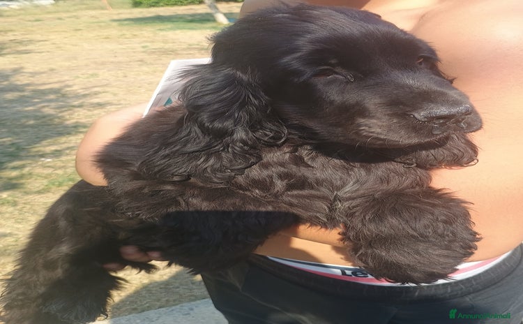 Cocker cani - Annuncio 1