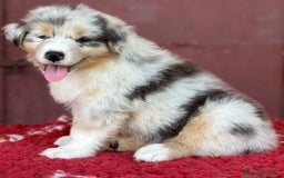 Australian Shepherd cani in vendita: Maschio Blue merle NBT - Teseo  a Provincia di Vicenza - Immagine 3
