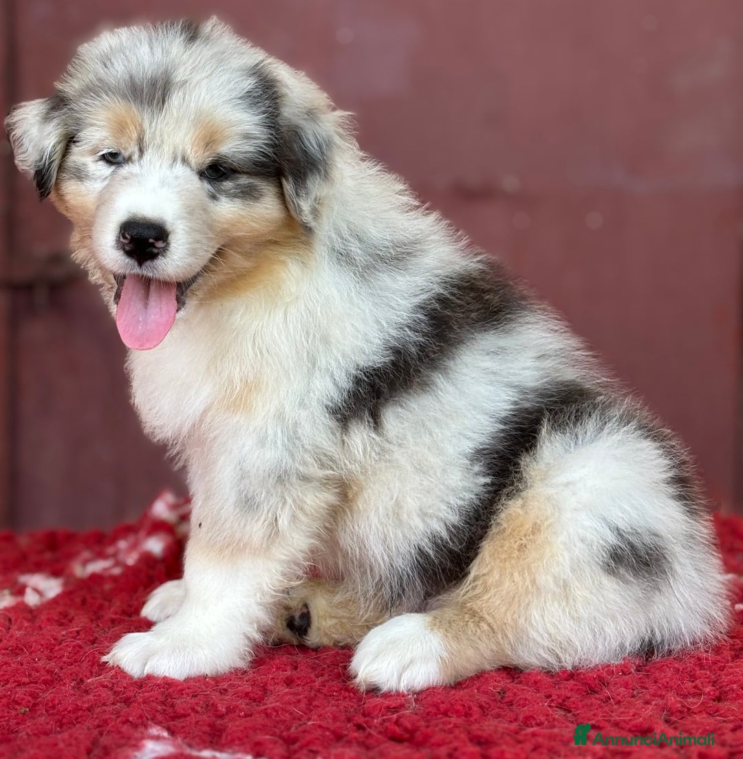 Australian Shepherd cani in vendita: Maschio Blue merle NBT - Teseo  a Provincia di Vicenza - Immagine 3