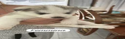 Husky cani in vendita: Husky (NO PEDIGREE) - Annuncio 4