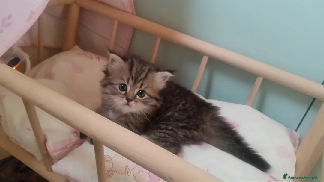 Persiano gatti in vendita: CUCCIOLI PERSIANI FEMMINE - Annuncio 12