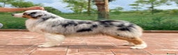 Australian Shepherd cani in vendita: Australian Shepherd  - Annuncio 7