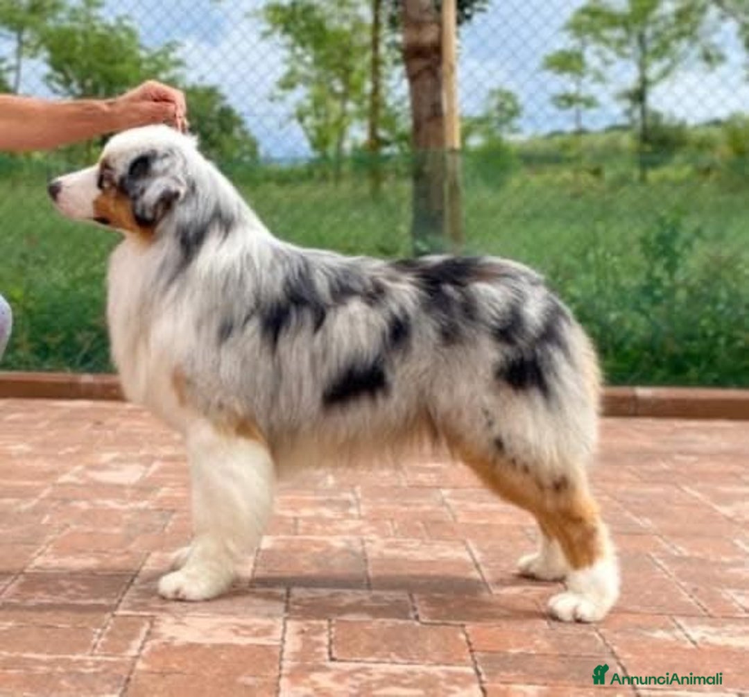 Australian Shepherd cani in vendita: Australian Shepherd  - Annuncio 7