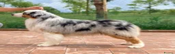 Australian Shepherd cani in vendita: Australian Shepherd  - Annuncio 5