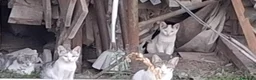 Meticcio gatti in regalo: 3mici 3/4mesi e giovane mamma VOGHERA PV - Annuncio 4