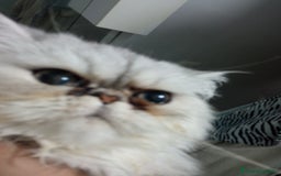 Persiano gatti in vendita: Gatto persiano chinchilla Silver argentato  - Immagine 5