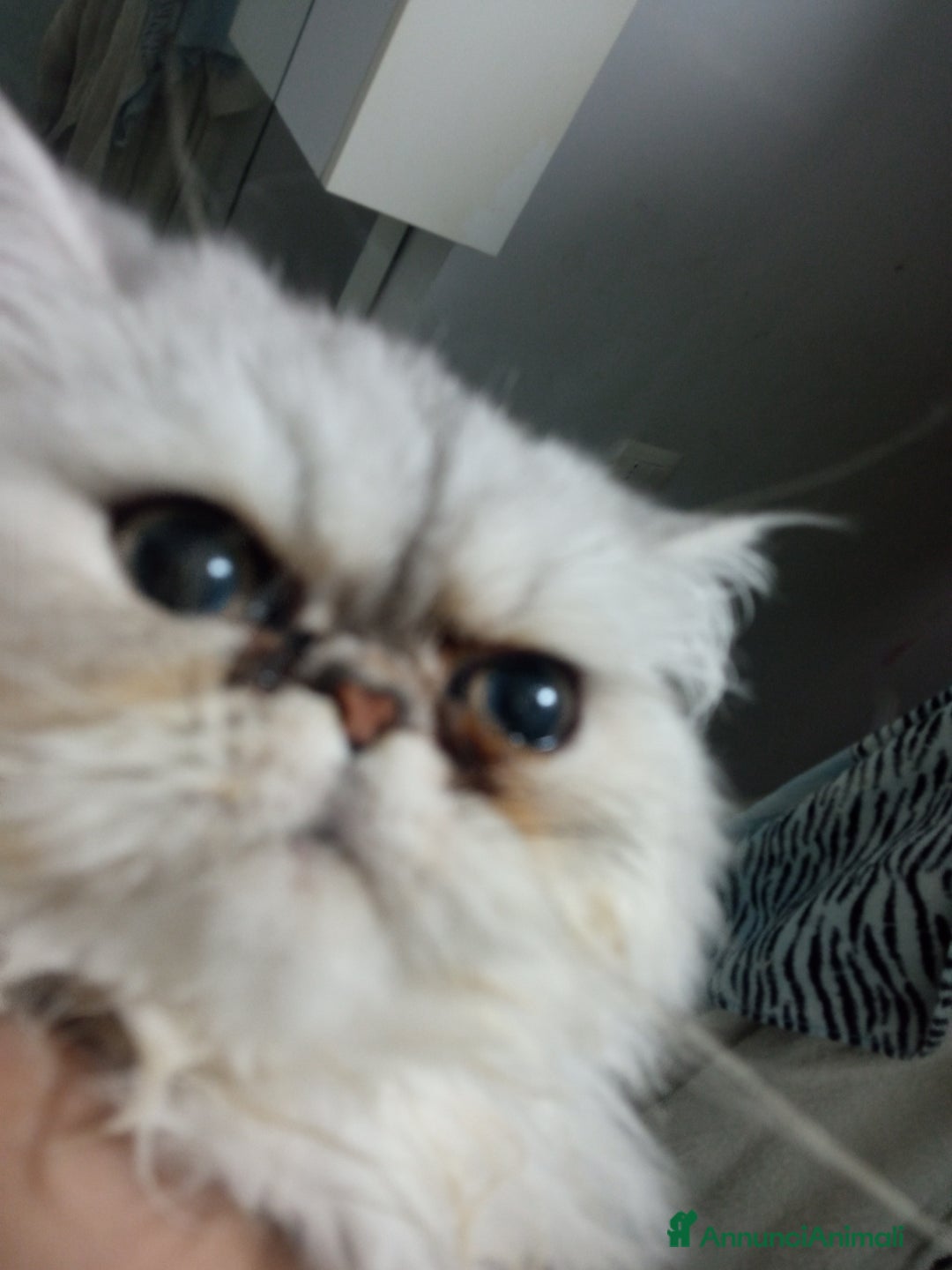 Persiano gatti in vendita: Gatto persiano chinchilla Silver argentato  - Immagine 5