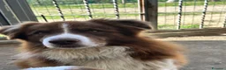 Border Collie cani in vendita: Border collie maschio - Annuncio 7