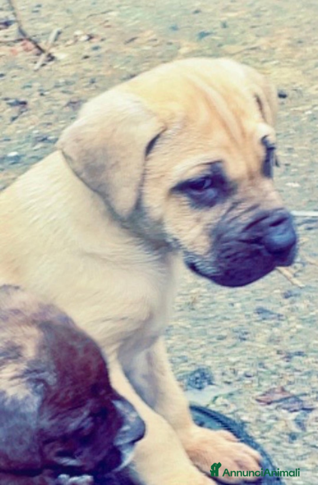 Cane Corso cani in vendita: Cuccioli di Cane Corso D Élite  - Annuncio 6