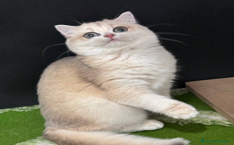 British gatti - Annuncio 5