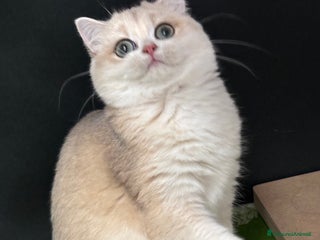 British gatti Due cucciole british short e longhair - Annuncio 24