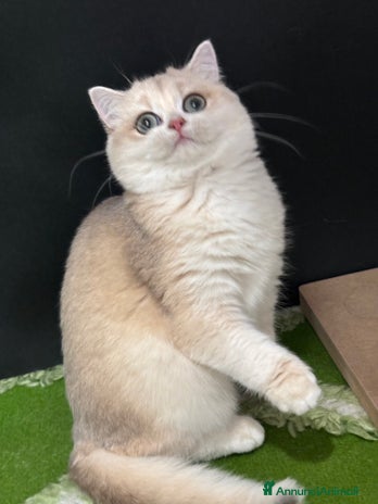 British gatti - Annuncio 4