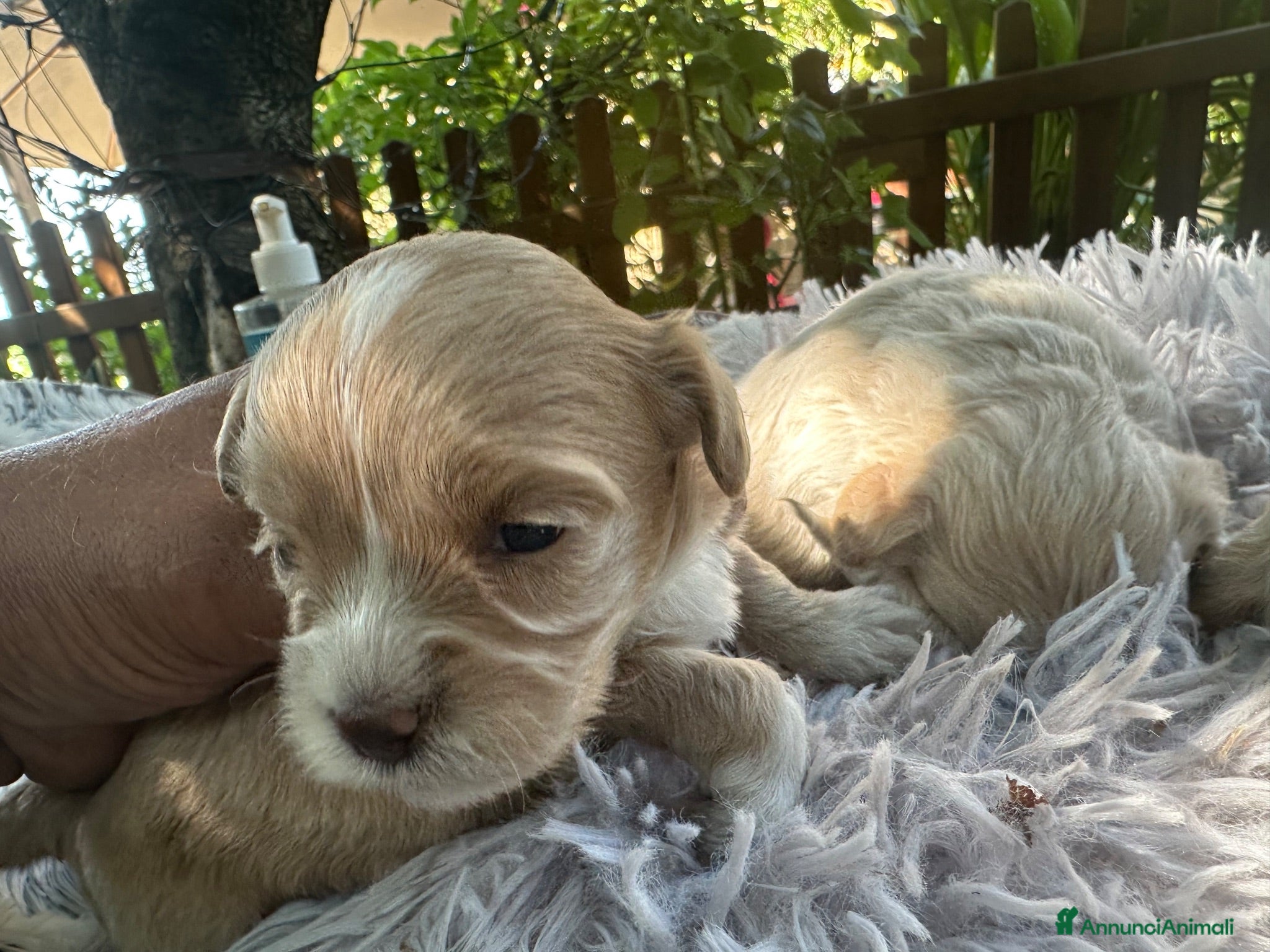 Maltipoo cani Maltipoo - Annuncio 5