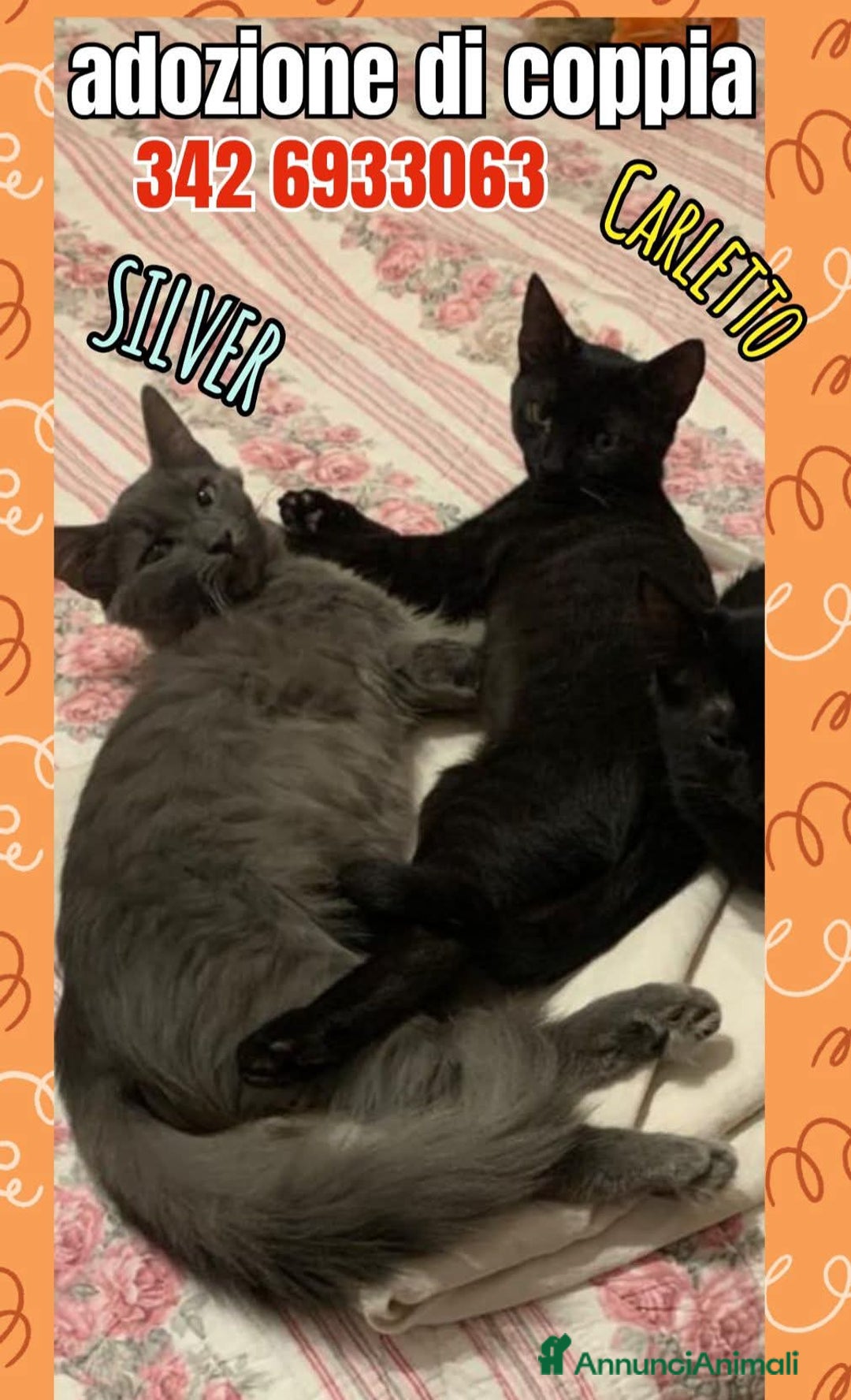 Certosino gatti in regalo: SILVER E CARLETTO - Annuncio 2