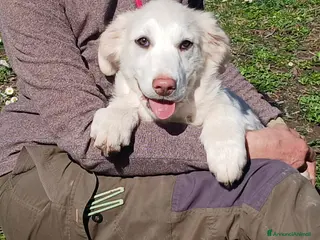 Meticcio cani GLORY BELLISSIMA CUCCIOLA STA CERCANDO CASA - Annuncio 26